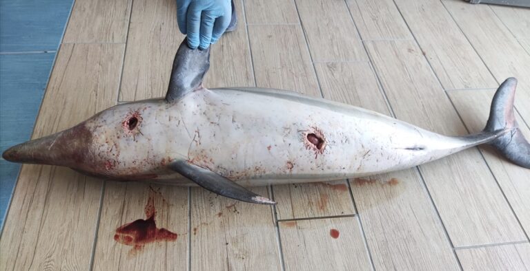 Delfini morti tra la costiera Sorrentina e la costiera Amalfitana: la segnalazione