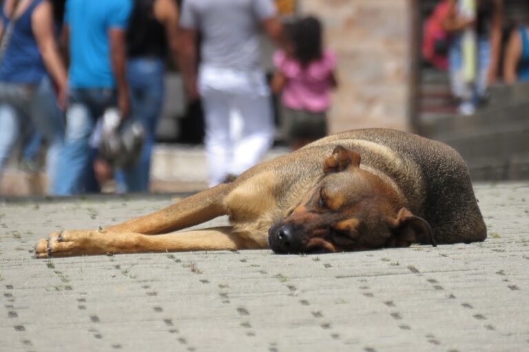 Sala Consilina, donna viene aggredita da un cane randagio