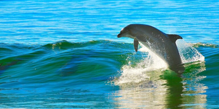 Cetara: dopo il caso di Positano, ritrovato delfino morto