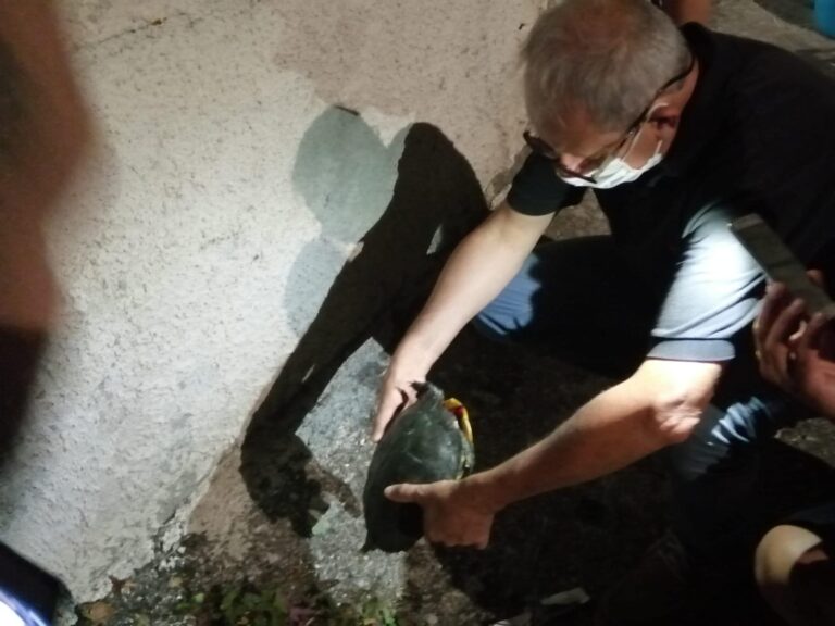 Pellezzano, ritrovata tartaruga ferita: intervengono Vigili e Protezione civile