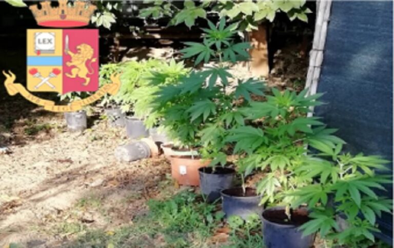 Cava de’ Tirreni, sequestrata coltivazione di piante di marijuana