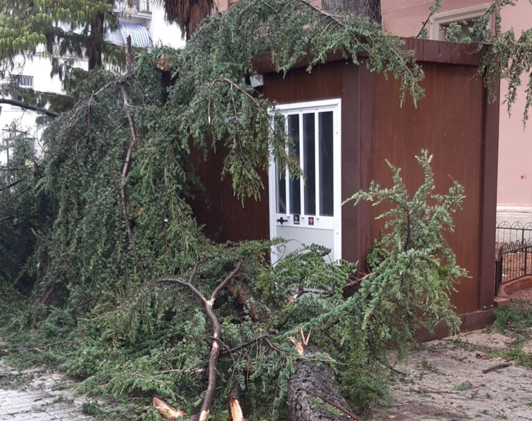 Battipaglia, paura in Piazza Amendola. Crolla un albero vicino le “De Amicis”