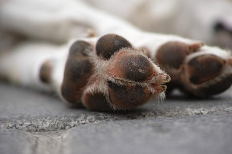 Vallo della Lucania, cagnolino salvato con un massaggio cardiaco