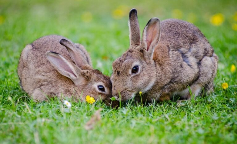 Angri, operatori ecologici salvano coniglietti dalla spazzatura
