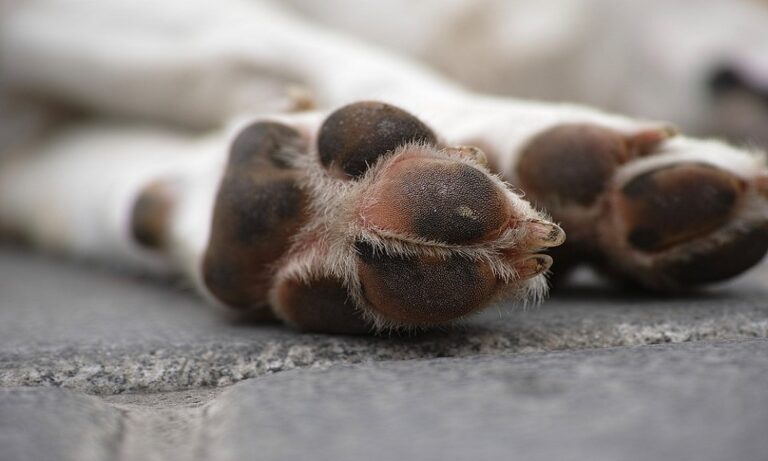 Costiera, 21 agosto manifestazione a Ravello contro maltrattamento animali