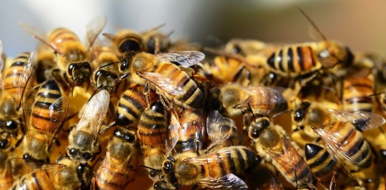Sarno, viene punto da api: 65enne muore per choc anafilattico
