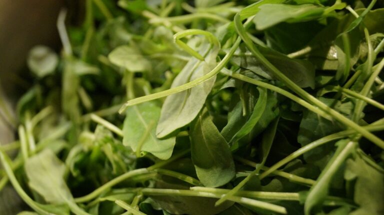 La rucola della Piana del Sele è IGP. Produzione da 400 milioni di chili