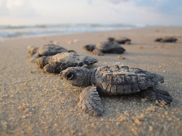 Maiori, magica sorpresa: 82 tartarughe spuntano dalla sabbia