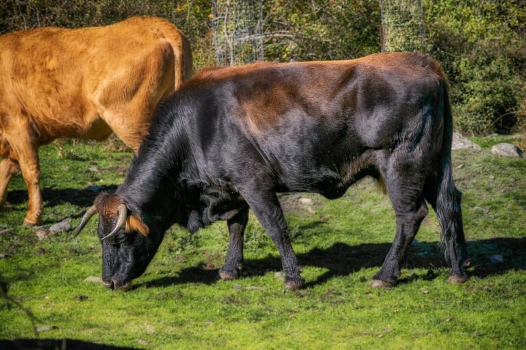 Campagna: 70enne incornato da un toro