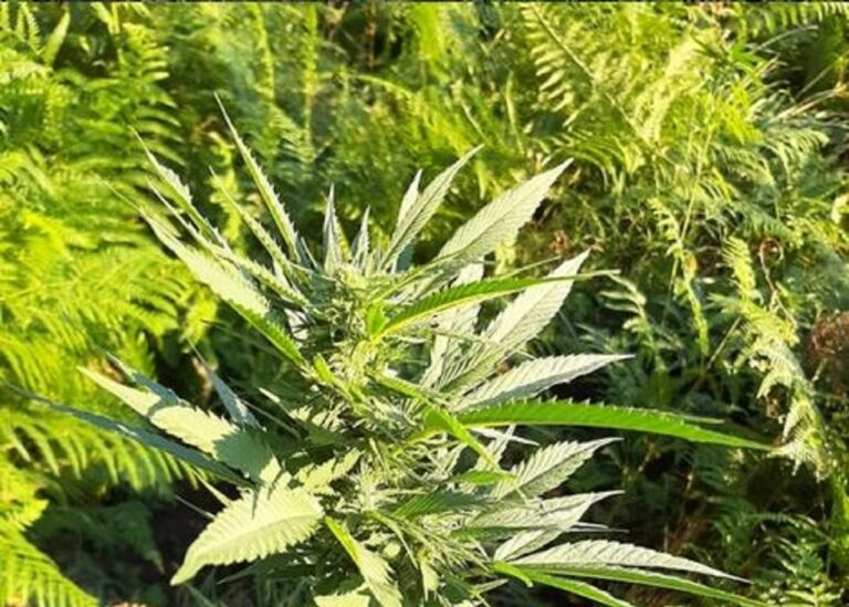 Tramonti, i Carabinieri sequestrano 80 piante di Marijuana