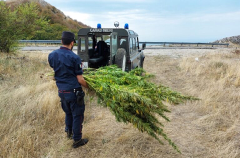 Colliano, sequestro di cannabis da parte dei Carabinieri