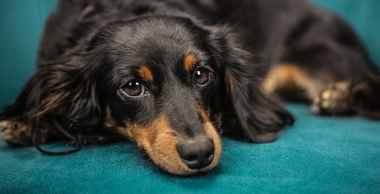 Eboli, in Piazza della Repubblica microchip gratuito per cani