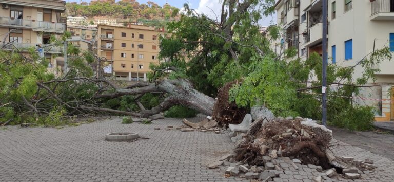 Salerno, crolla albero nei pressi del Teatro Verdi