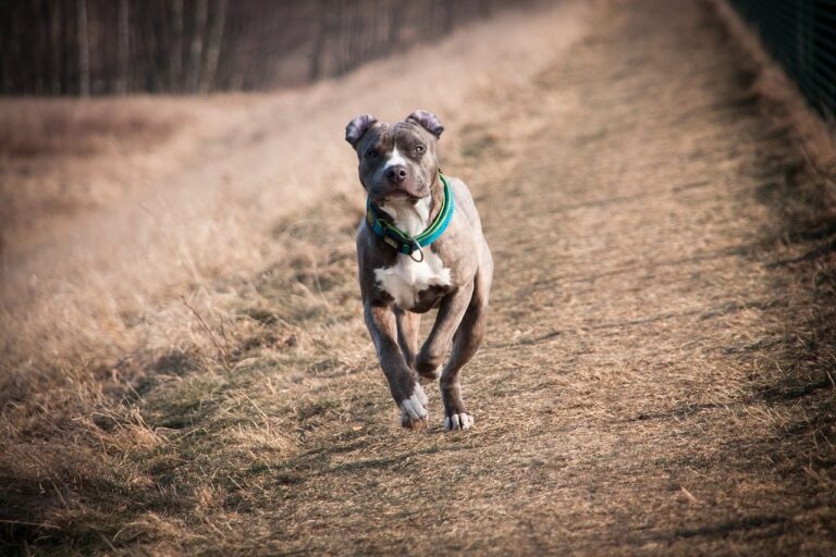 Allarme pitbull randagi a Cava: uccidono cagnolino e aggrediscono padrone