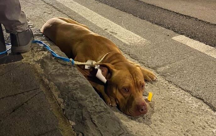 Pontecagnano, tentativo di abbandono: cane legato al palo dell’illuminazione