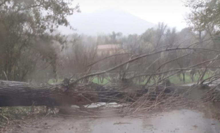 San Cipriano Picentino, grosso albero cade in Via Camporaso: strada interrotta