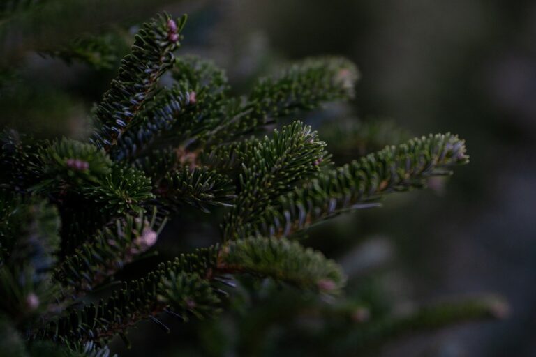 Nocera Inferiore: un albero di Natale in ogni quartiere