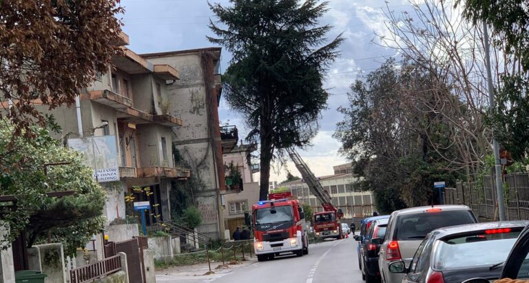 Salerno, abbattimento alberi in via dei Greci: traffico congestionato