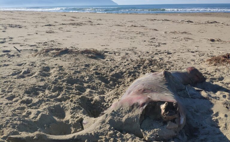 Paestum: trovato un bufalino in decomposizione sulla spiaggia