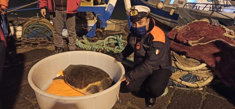 Salerno, una “Caretta Caretta” catturata e salvata nel Golfo