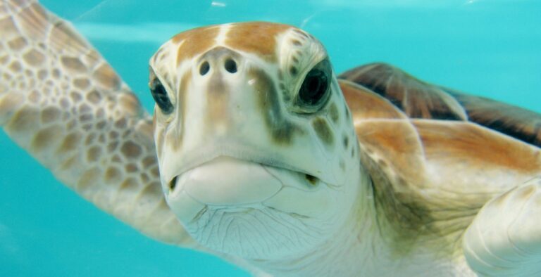 Golfo di Salerno, Punta Campanella salva due tartarughe caretta caretta