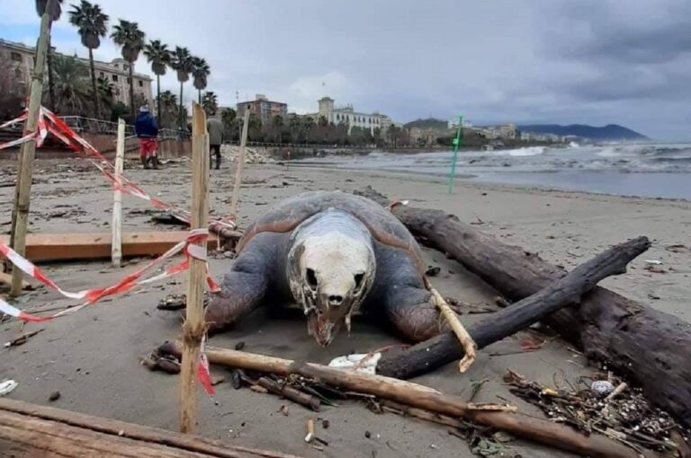 Salerno: ritrovata tartaruga morta sulla spiaggia di Santa Teresa