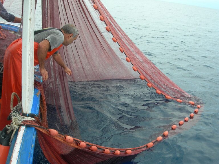 Pisciotta, pescato esemplare squalo Capopiatto: stupore tra i presenti