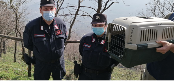 Salerno, tutela del territorio: liberazione in natura di una volpe