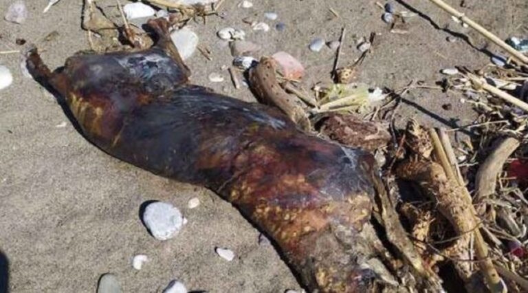 Salerno, rinvenute tre carcasse di cane sulla spiaggia: urge inasprimento pene