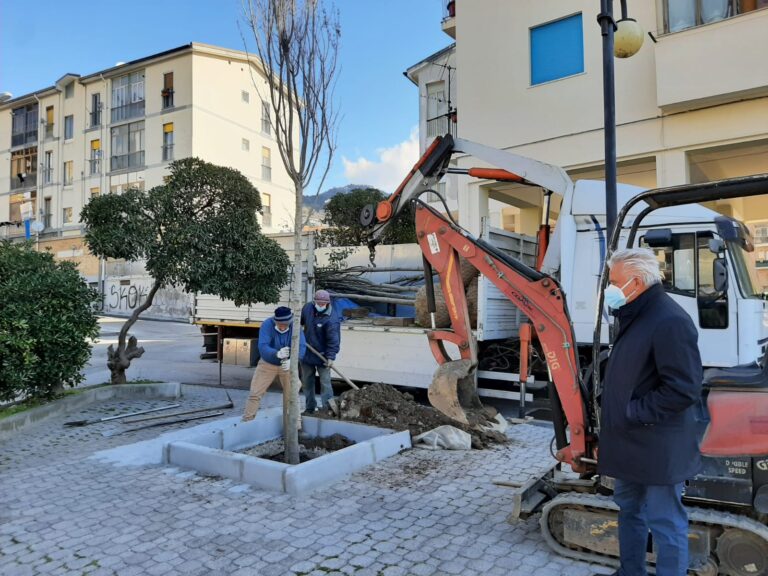 Salerno, 16 alberi piantati a Torrione: via alle operazioni