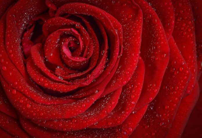 rosa