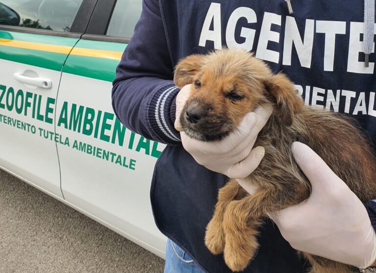 Agropoli, cucciolo di 2 mesi ritrovato in un rovo: urge adozione