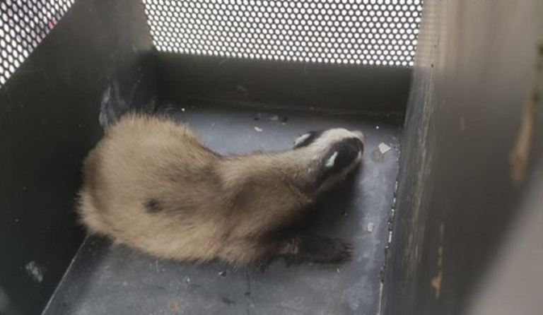 Giffoni Sei Casali, liberato in natura il tasso ferito dopo un investimento