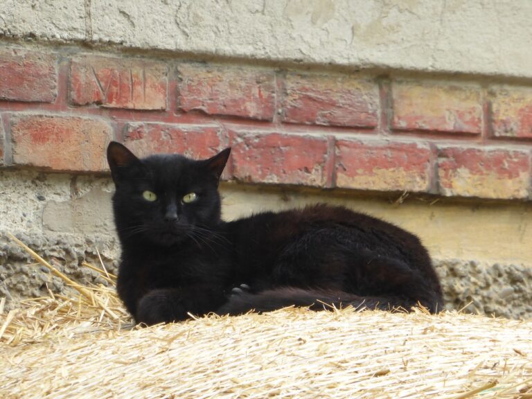 Corbara, trovati morti per avvelenamento cani e gatti. La denuncia del Sindaco