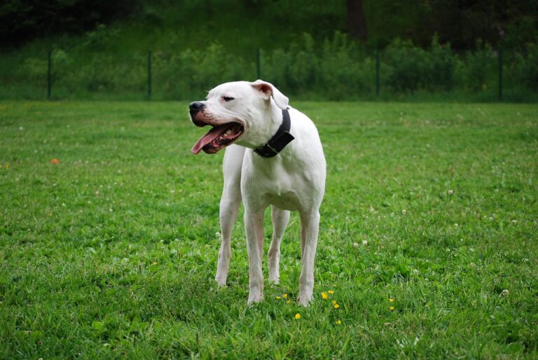 Bellizzi, cane attacca il proprio padrone: uomo in ospedale