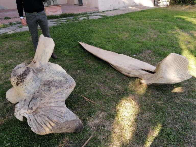 Montecorice, sull’arenile di “Ripe Rosse” i resti di un gigante del mare