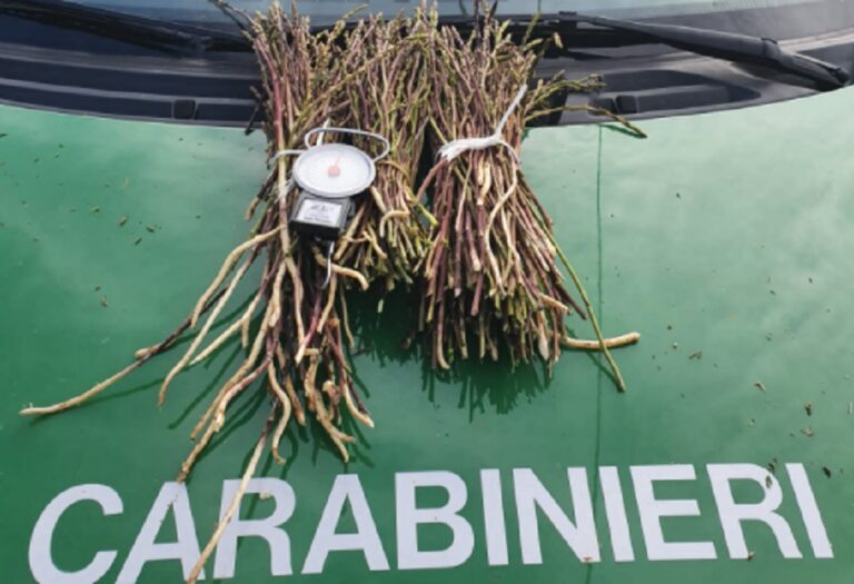 Regione Campania, sequestrati 87 kg di asparago selvatico