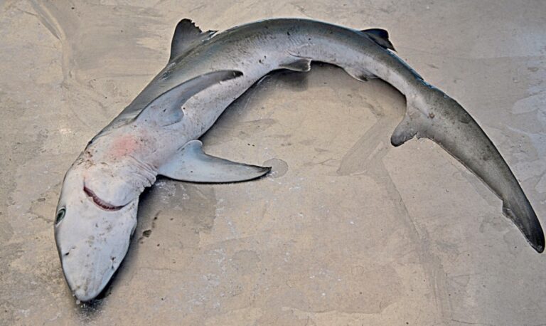 Cilento, catturato squalo volpe di 2 metri e mezzo