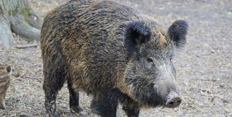 Cinghiale terrorizza Parco del Mercatello: runner in allarme