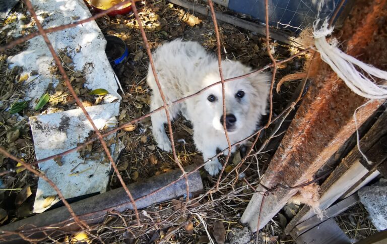 Cani denutriti ed in situazione di degrado: sequestrata azienda ad Eboli