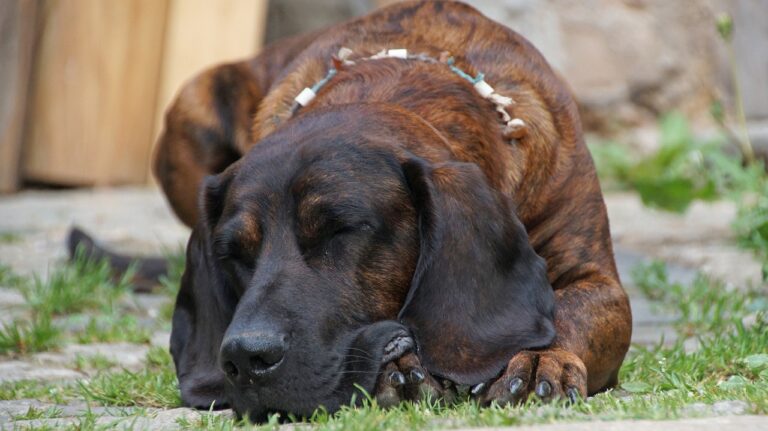 Allevamento lager di cani, denunciato un salernitano