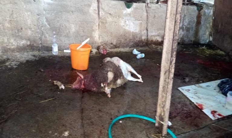 Provincia di Salerno, maltrattamento di animali: denunce per macellazione abusiva
