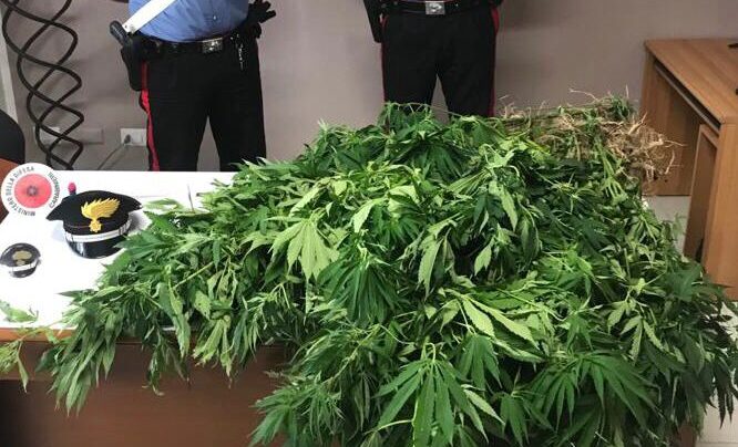 Piantagione di marijuana tra Salerno e San Cipriano Picentino: sequestrata