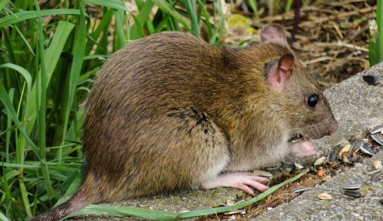 Salerno, topi sul lungomare e in via Roma: protestano commercianti