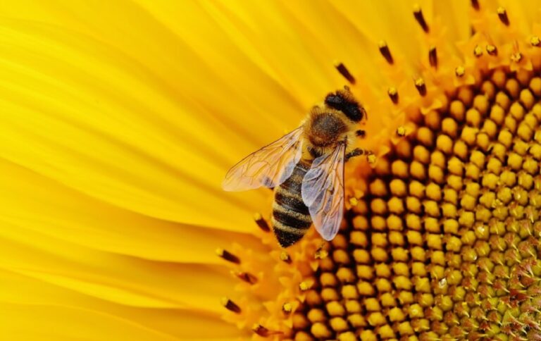 Salerno, lunedì 5 Luglio un’arnia al Giardino della Minerva