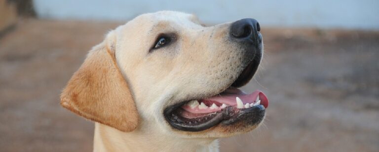 Cilento: due cani labrador salvano 15enne che stava per annegare