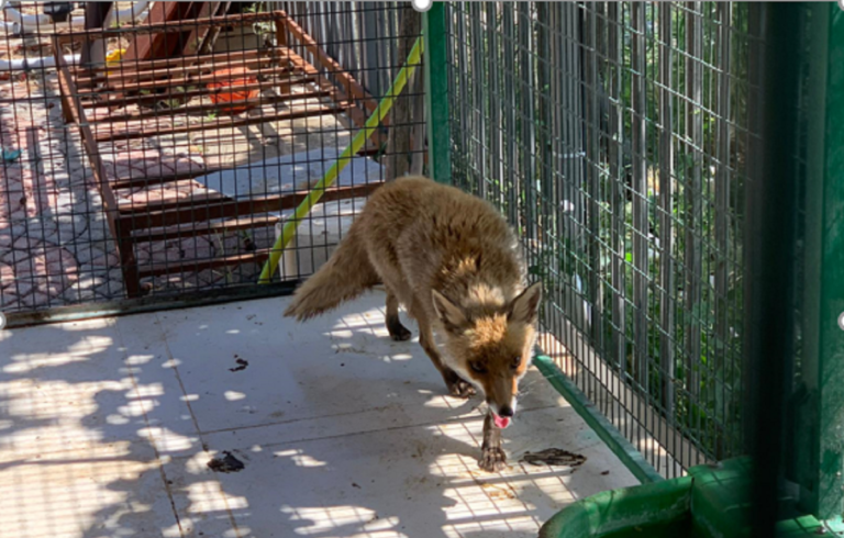 Paestum, controlli fauna: sequestrata una volpe e delle tartarughe