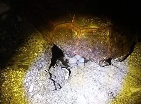 Legambiente Salerno, scovata una tartaruga Caretta pronta a deporre le uova