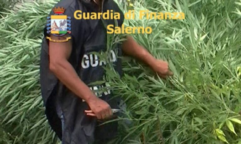 Agropoli, arrestato per coltivazione di sostanze stupefacenti