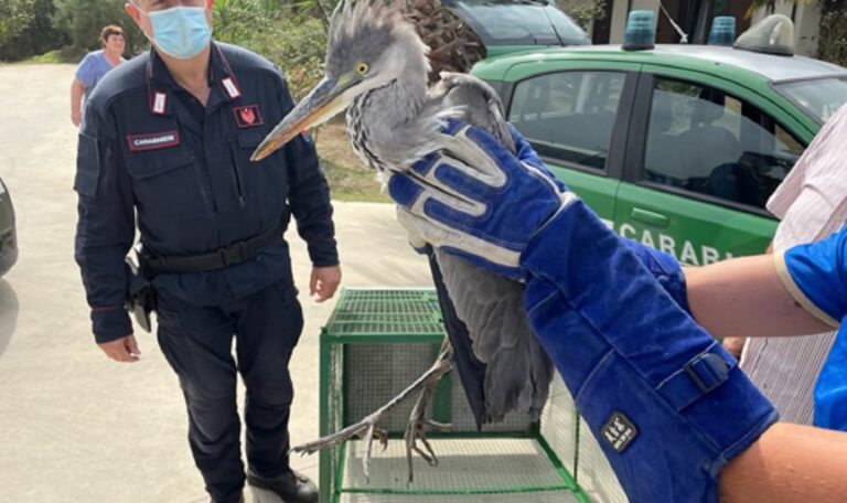 San Cipriano Picentino, controlli sul territorio: salvato un airone